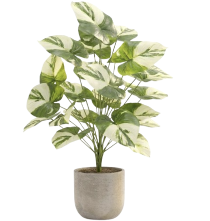 Variegated