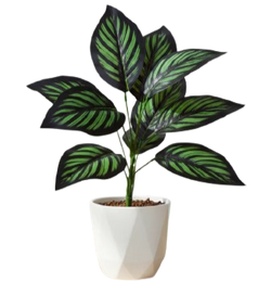 Plants