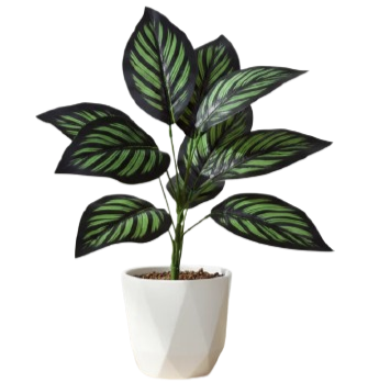 Calathea
