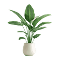 Plants
